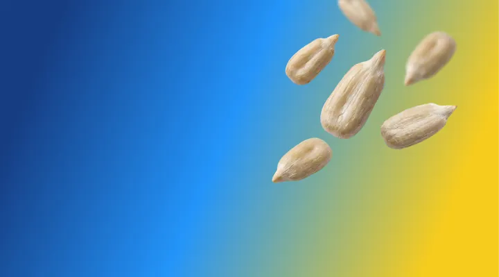 Sunflower kernels, calibrated for bakery and cereal lines