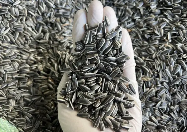 A sample of raw seed taken at intake