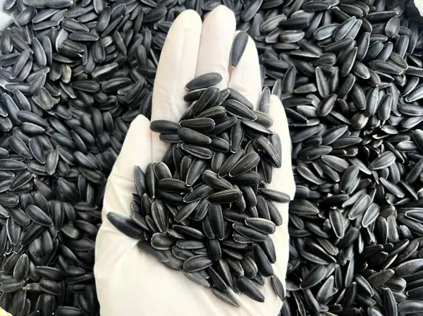 Seed from contracted fields in the north